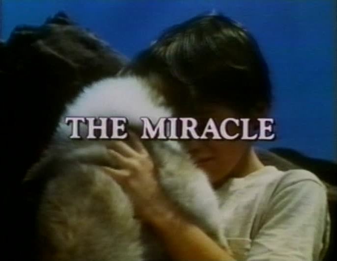 Michael-James Wixted in Lassie
